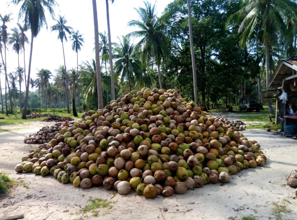 Kelapa